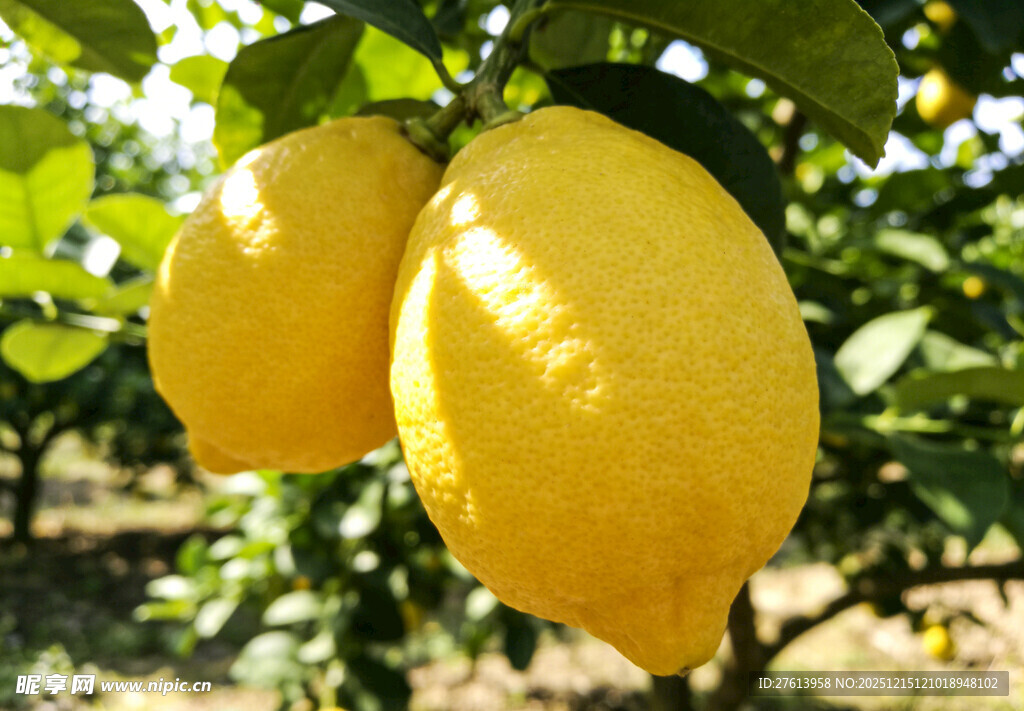 枝头的金黄柠檬