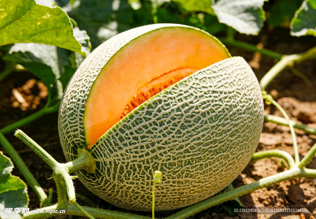 田间切开的哈密瓜