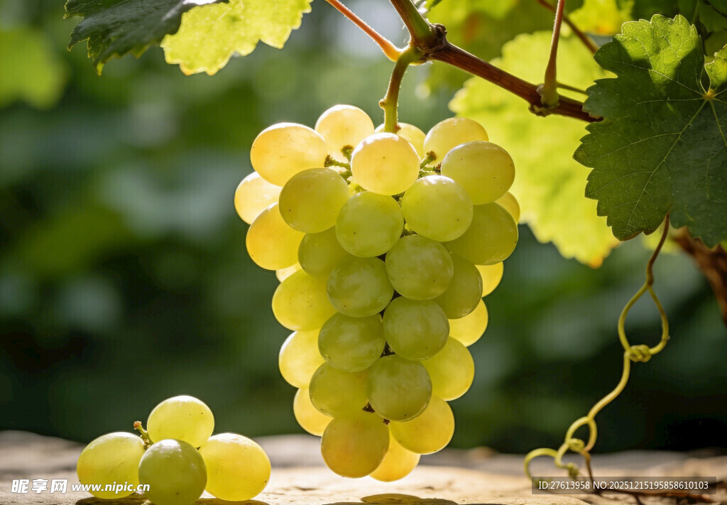 绿葡萄挂在藤上