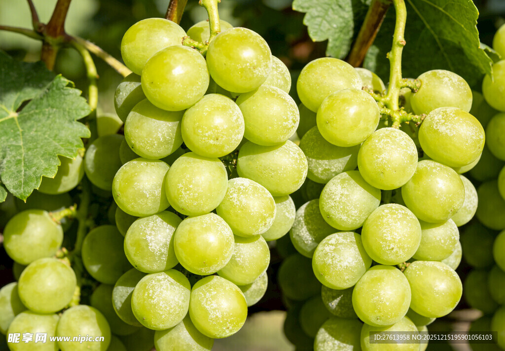 青葡萄挂于枝头