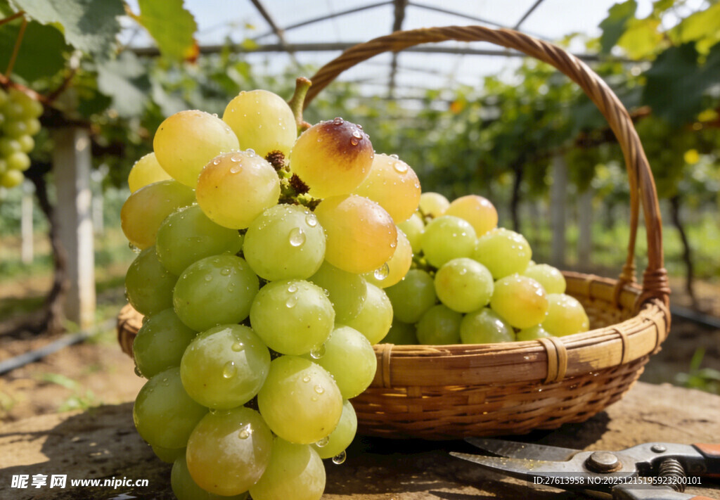 竹篮中的葡萄
