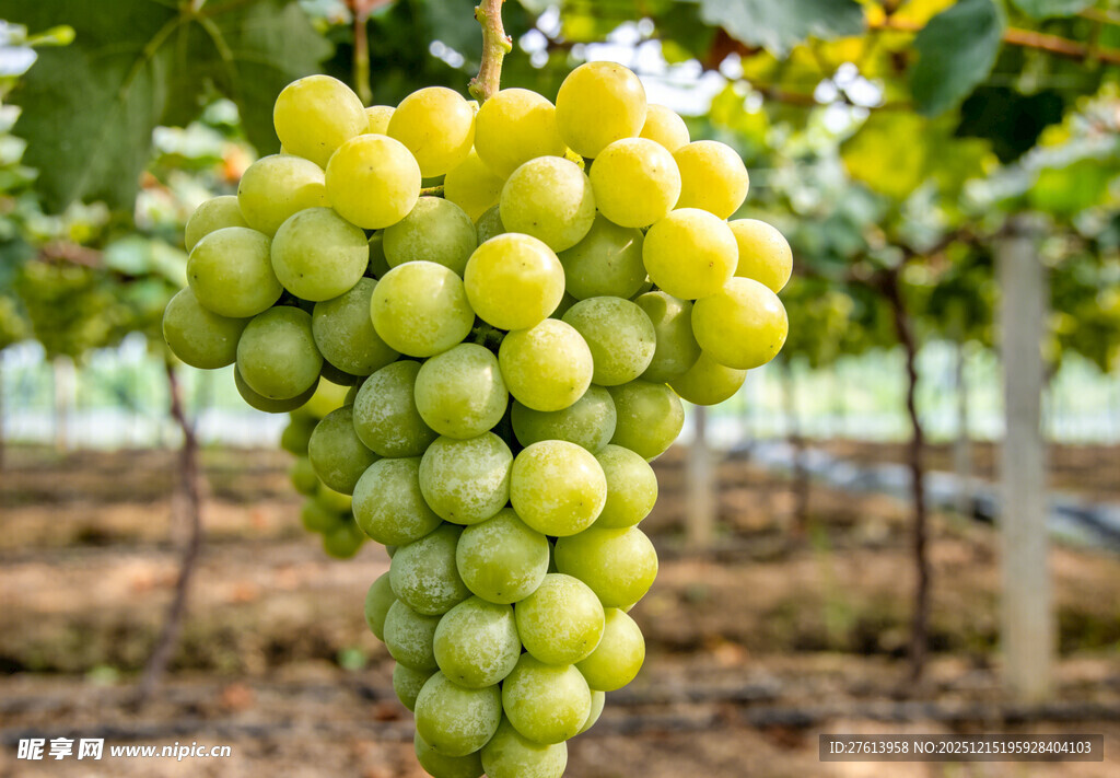 绿葡萄挂于藤间