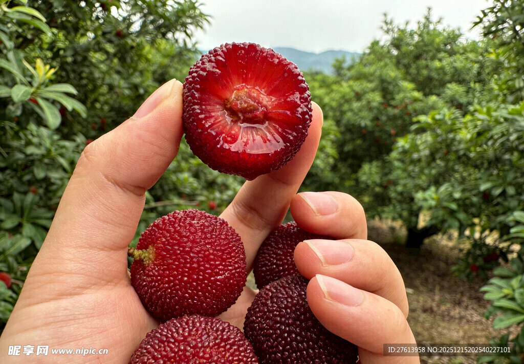 手捧杨梅