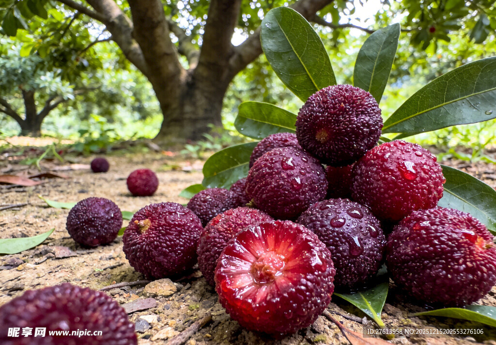 地上堆放的杨梅