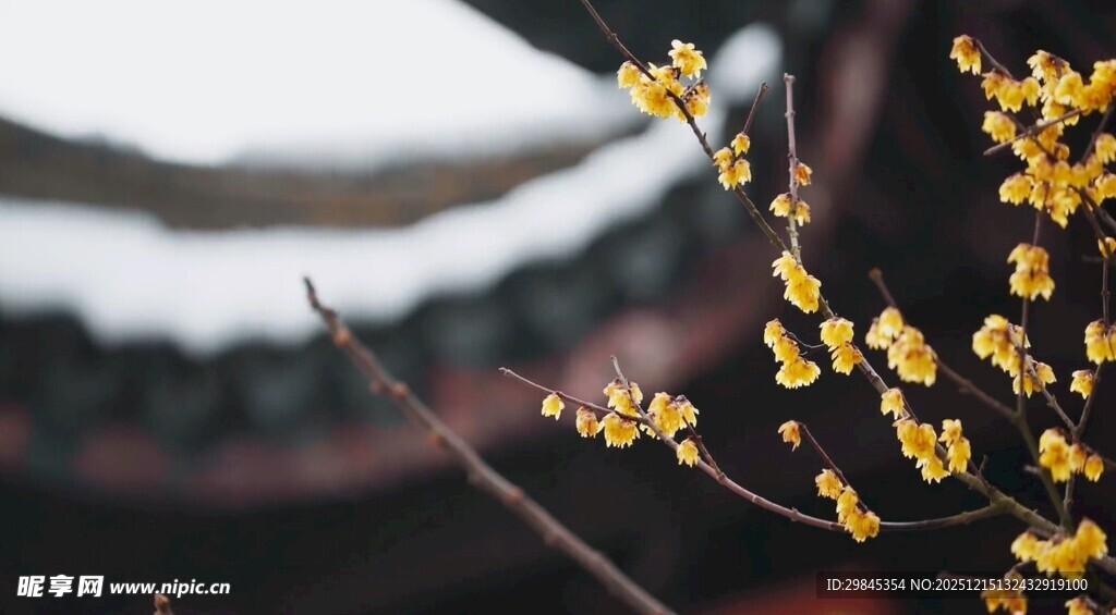 腊梅枝头绽