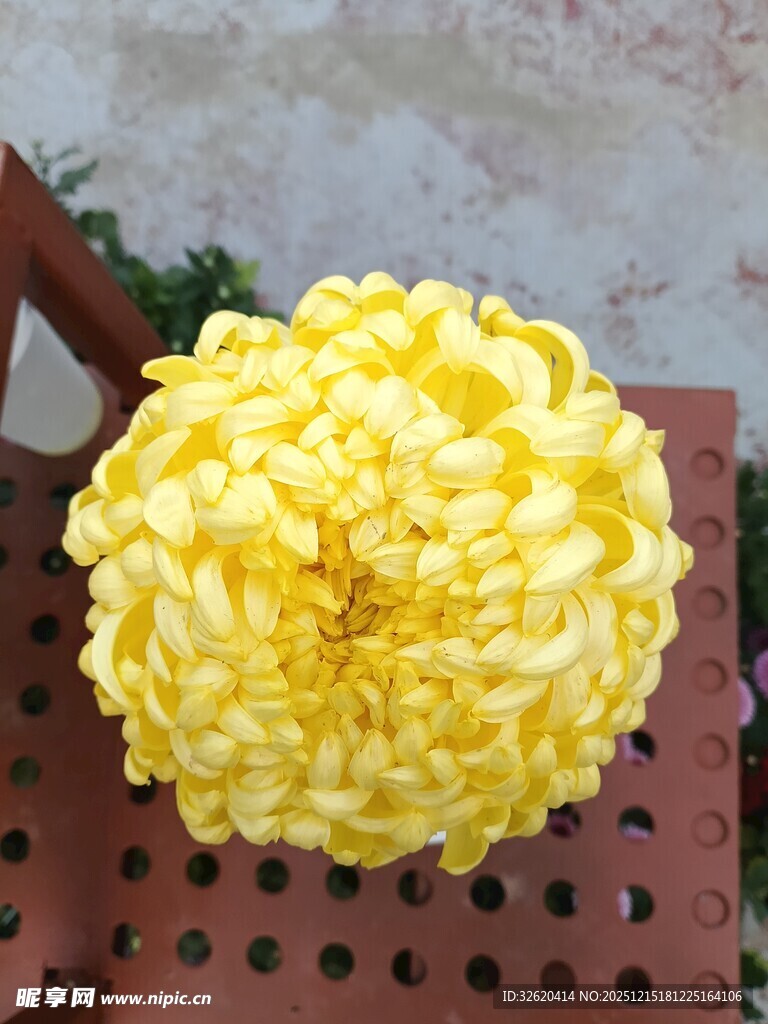 黄色菊花
