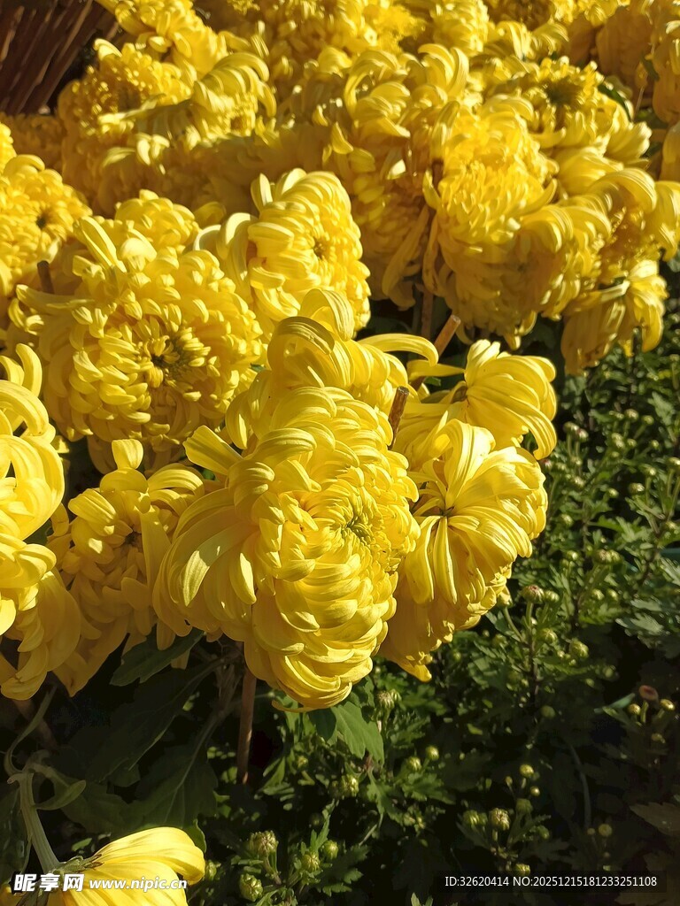 美丽花卉