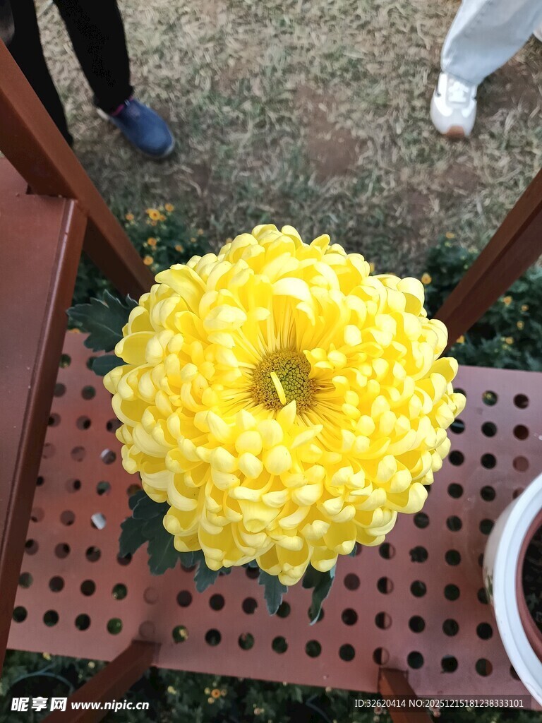 黄色菊花