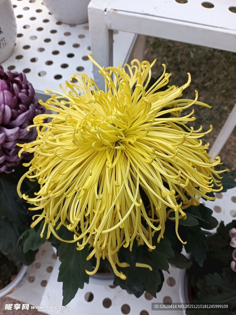 金黄丝状菊花绽放