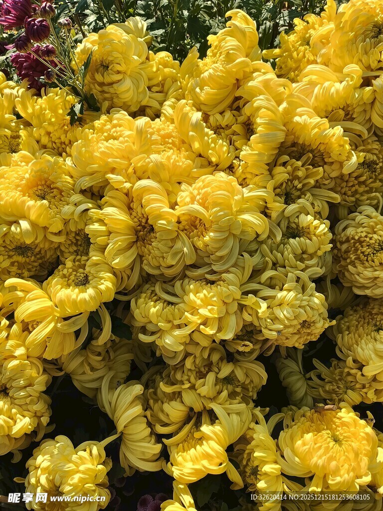 美丽菊花绽放