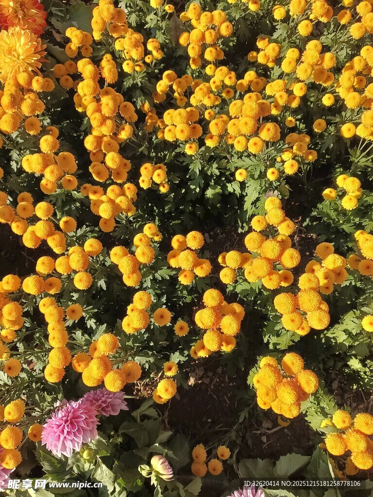金黄果实点缀多彩花卉