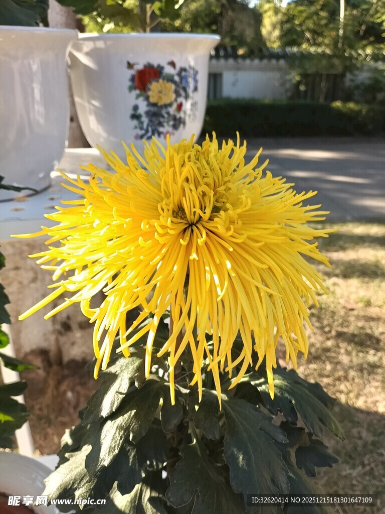 金黄大菊花绽放