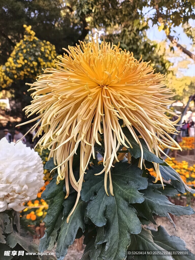 美丽菊花