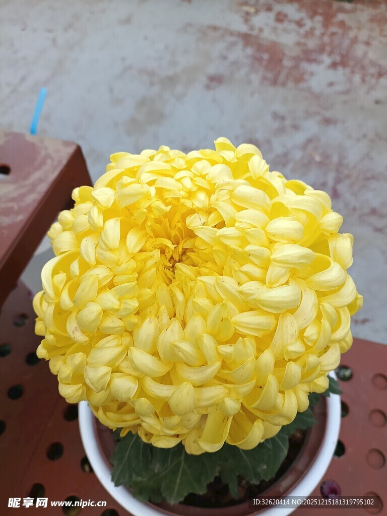 黄色菊花盆栽