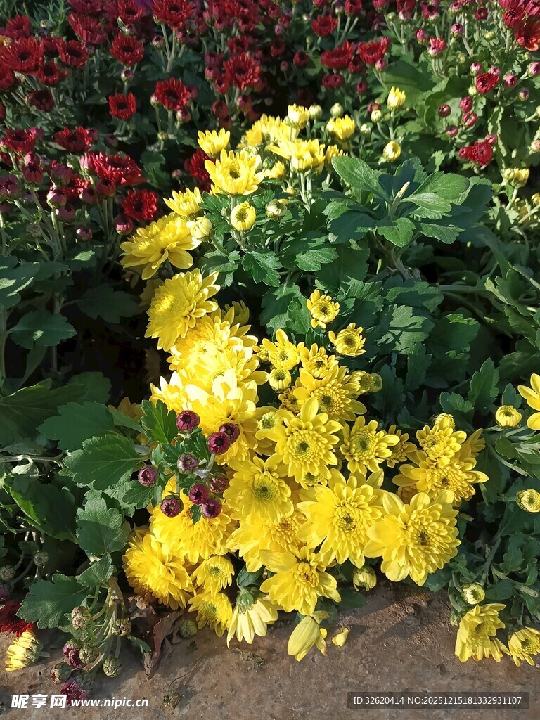 艳丽多彩菊花绽放