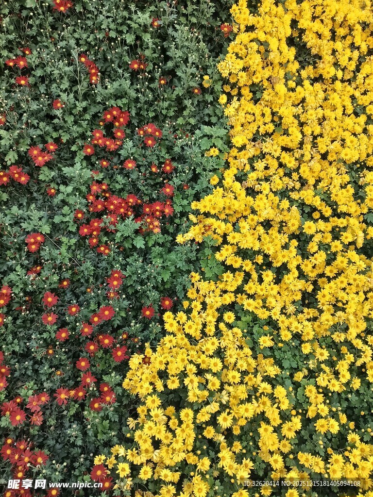 多彩花卉景观