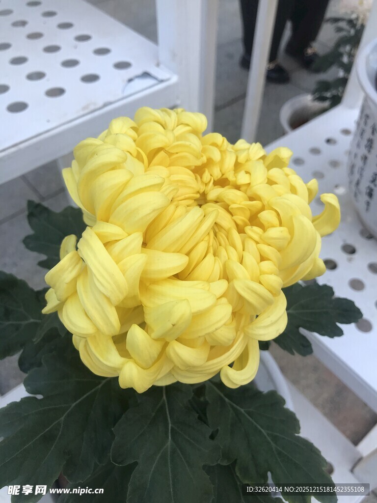黄色菊花