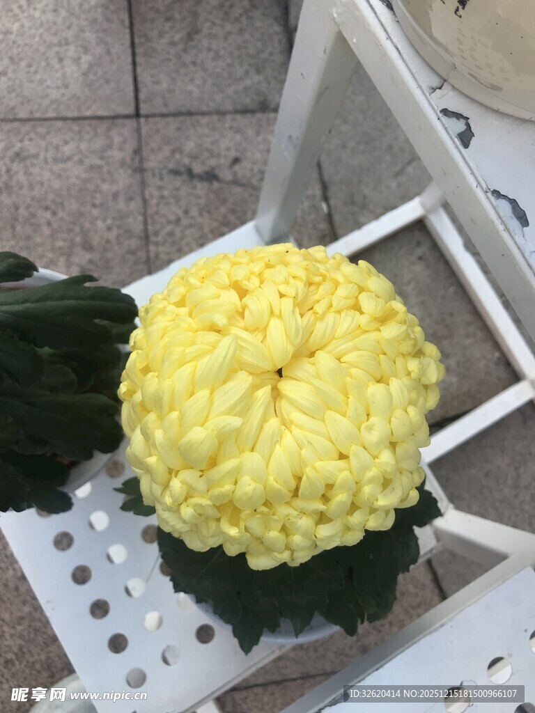 黄色菊花绽