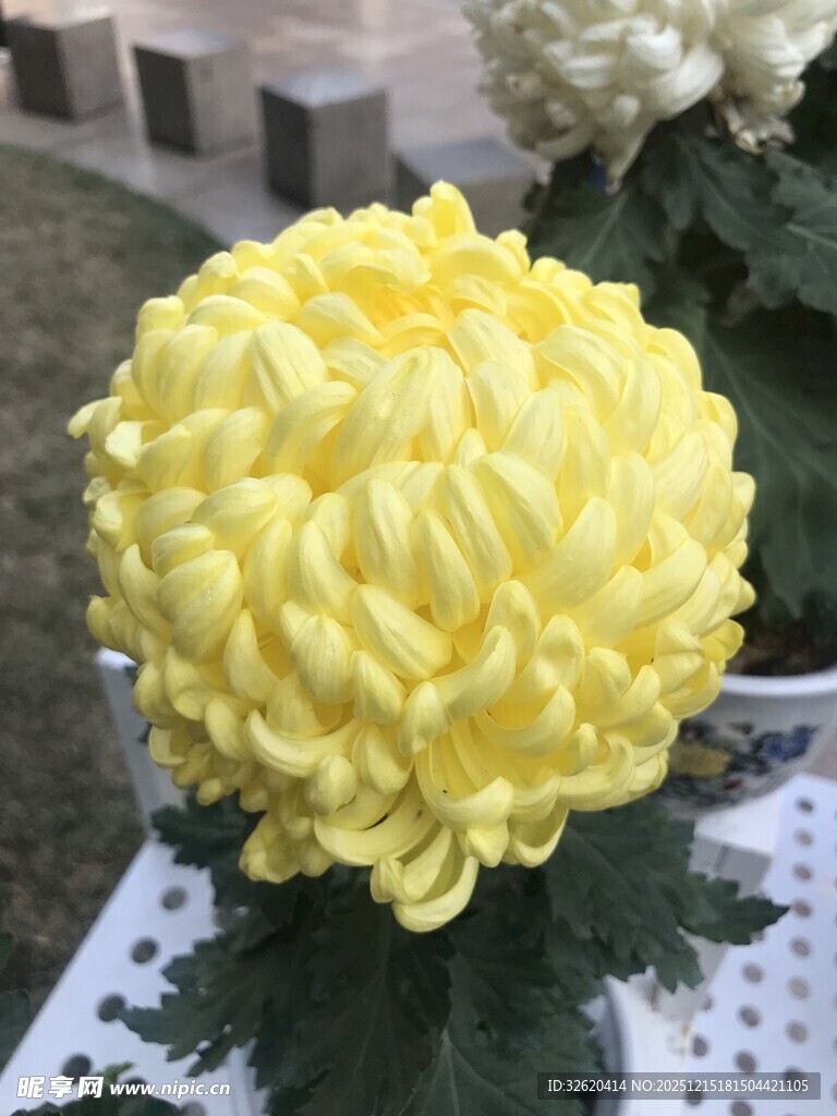 黄色球状菊花