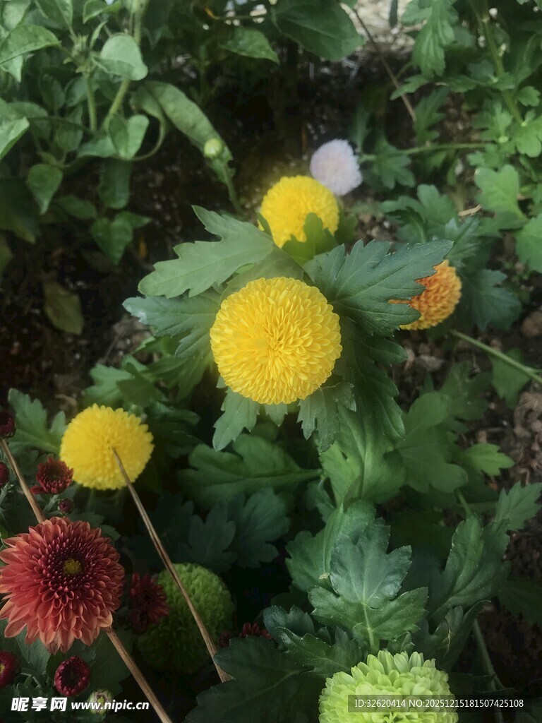 多彩菊花绽放于绿叶间