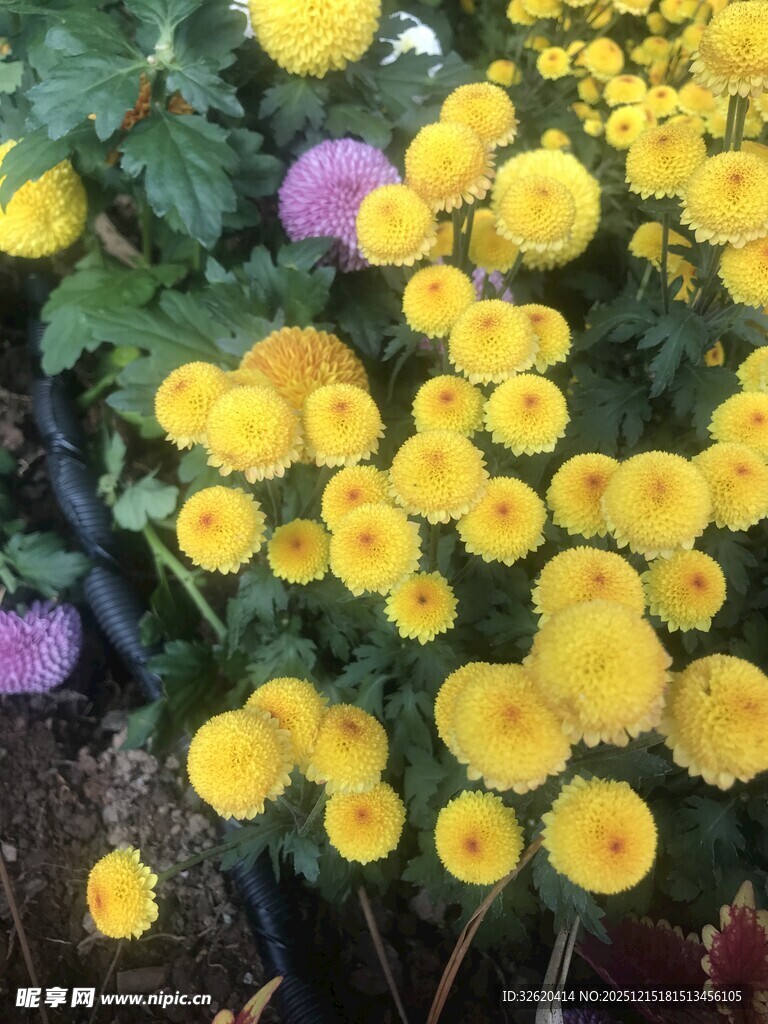 黄色菊花绽放