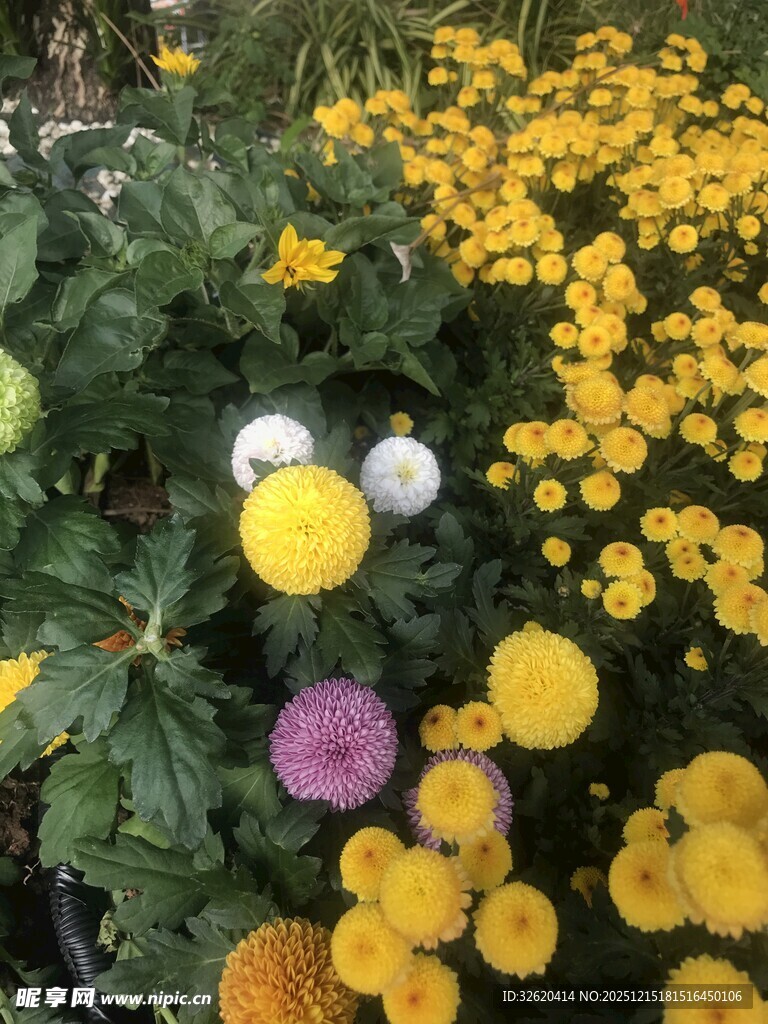 菊花