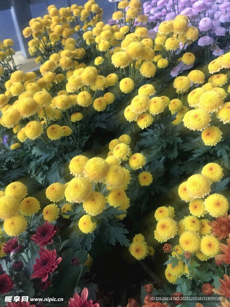 黄色小花簇