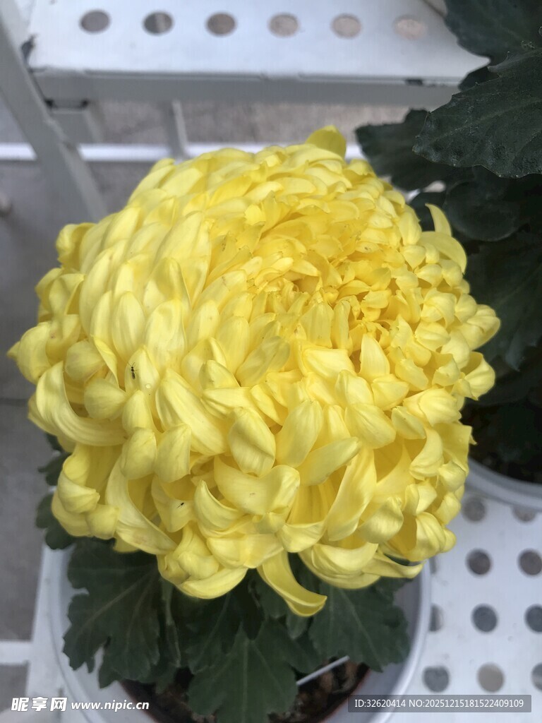 黄色菊花盆栽