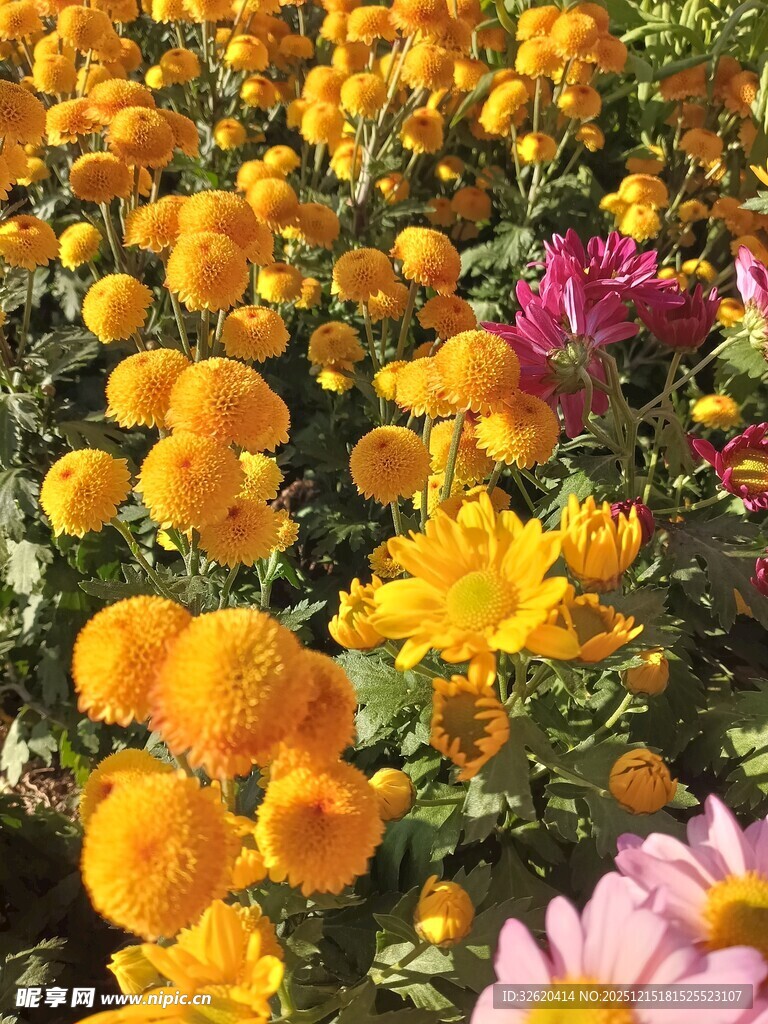 多彩菊花绽放