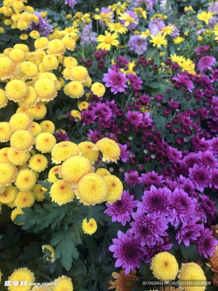 多彩菊花绽放