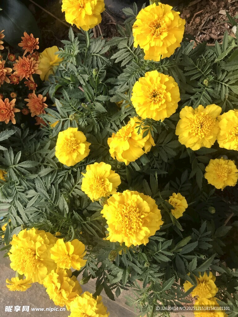 黄色万寿菊