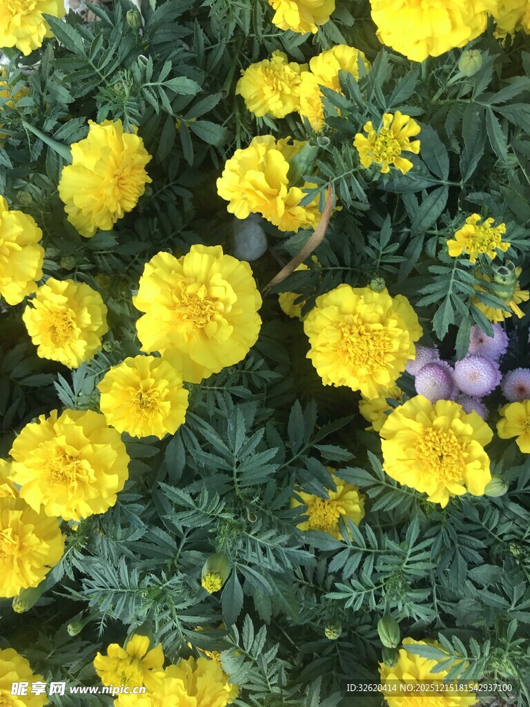 万寿菊绽放
