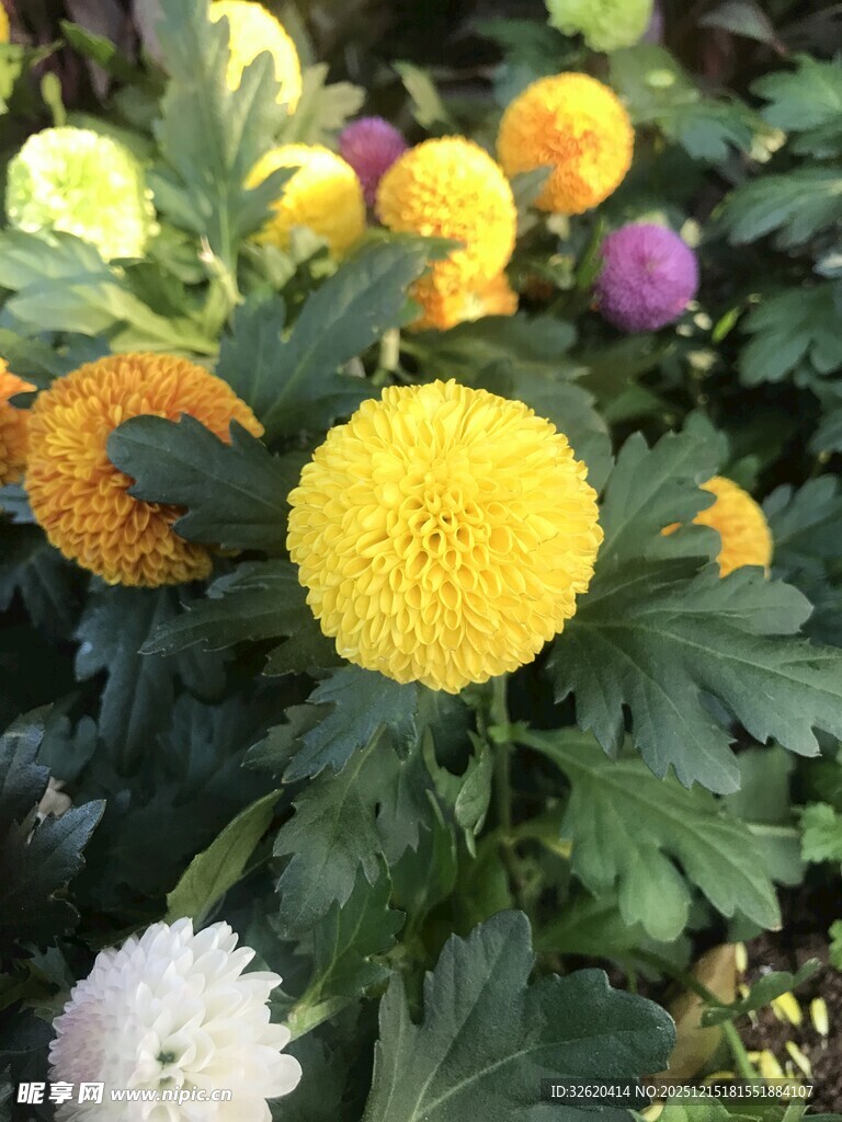 多彩菊花绽放