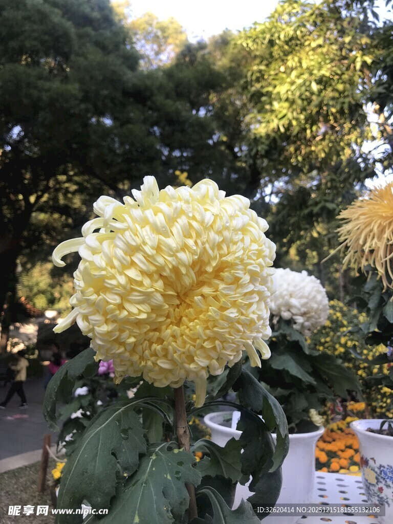 黄色大朵菊花