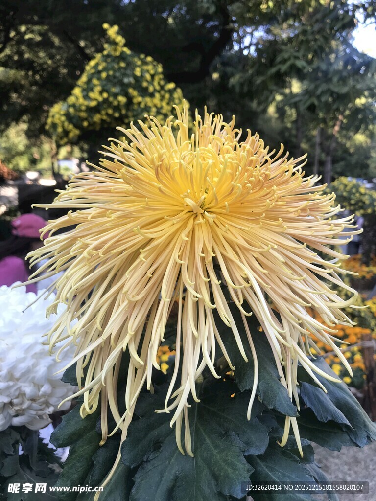 金黄丝状菊花绽放