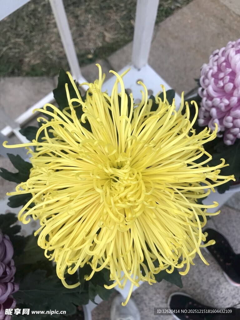 黄色绽放菊花