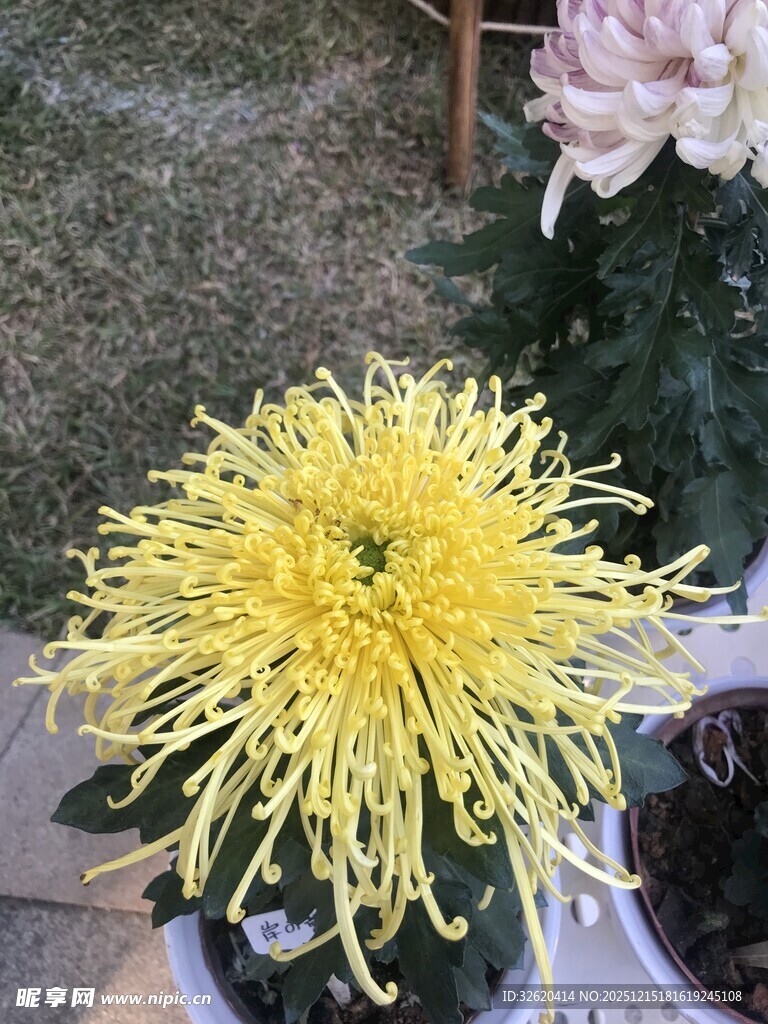 黄色菊花