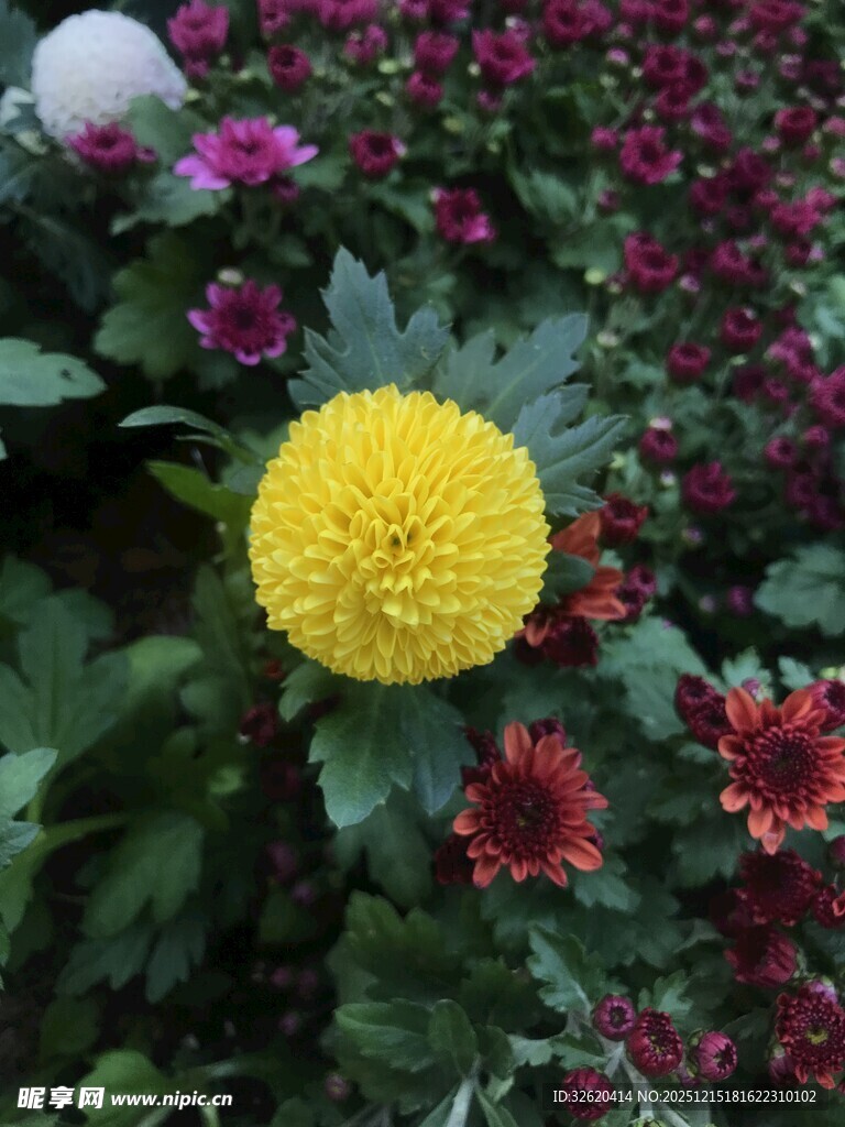 多彩花丛中的黄色菊花