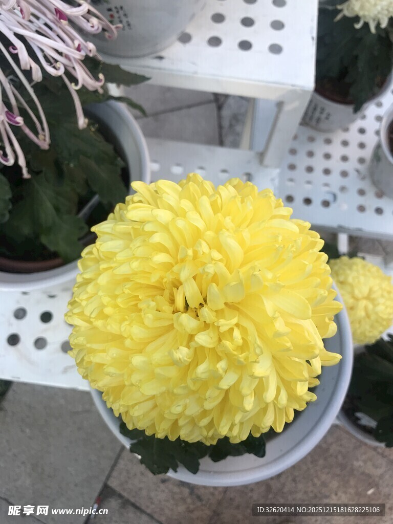 黄色菊花盆栽