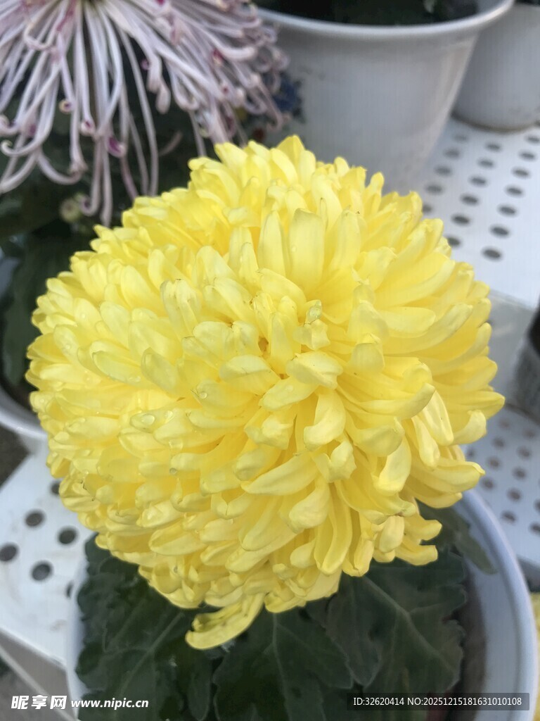 黄色菊花盆栽
