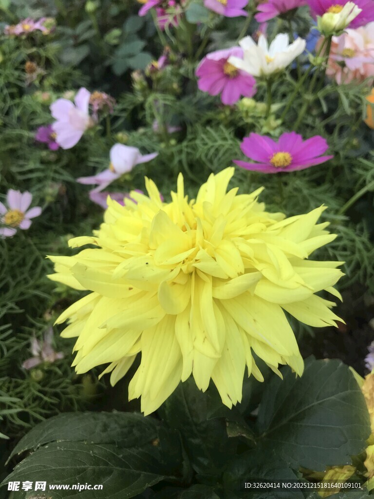 黄色大丽花