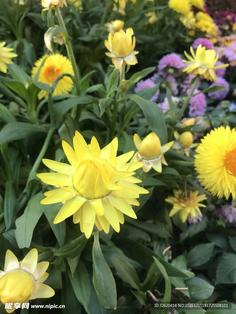 绽放的多彩菊花