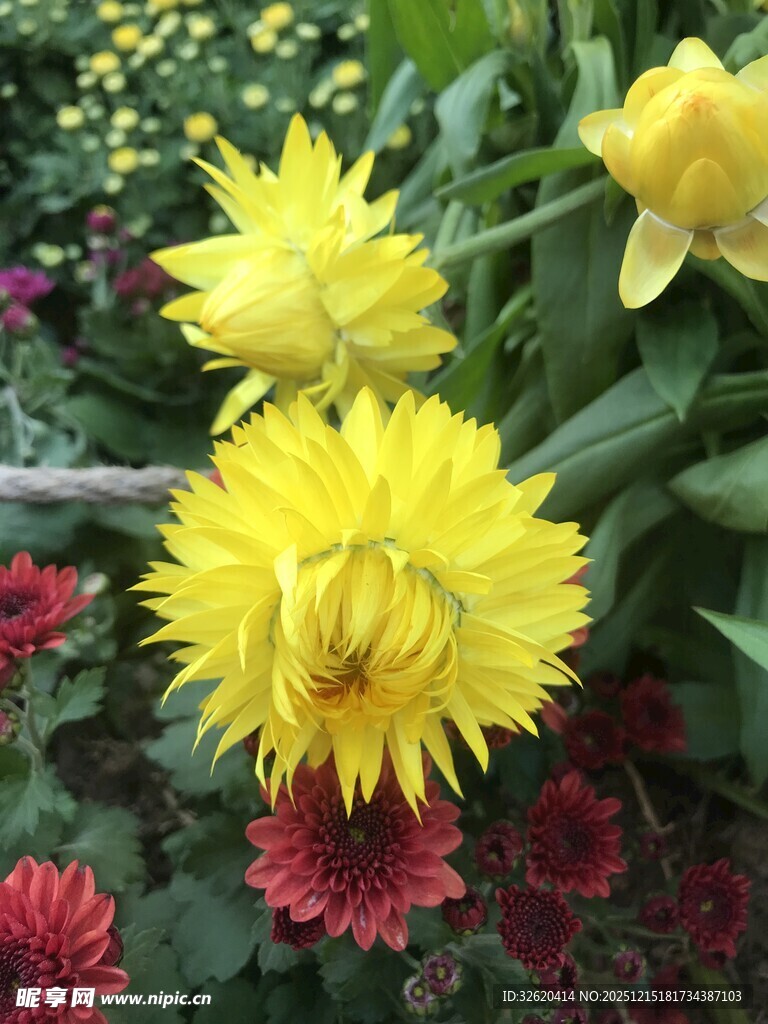 娇艳黄色菊花