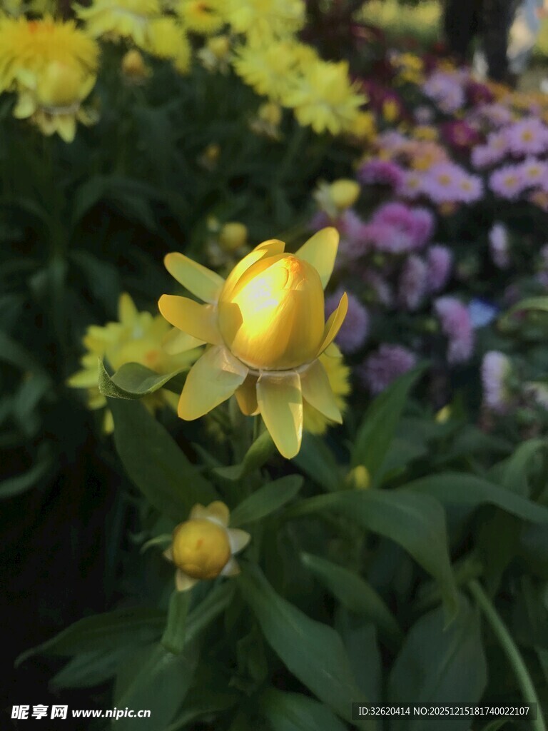 黄色耧斗菜