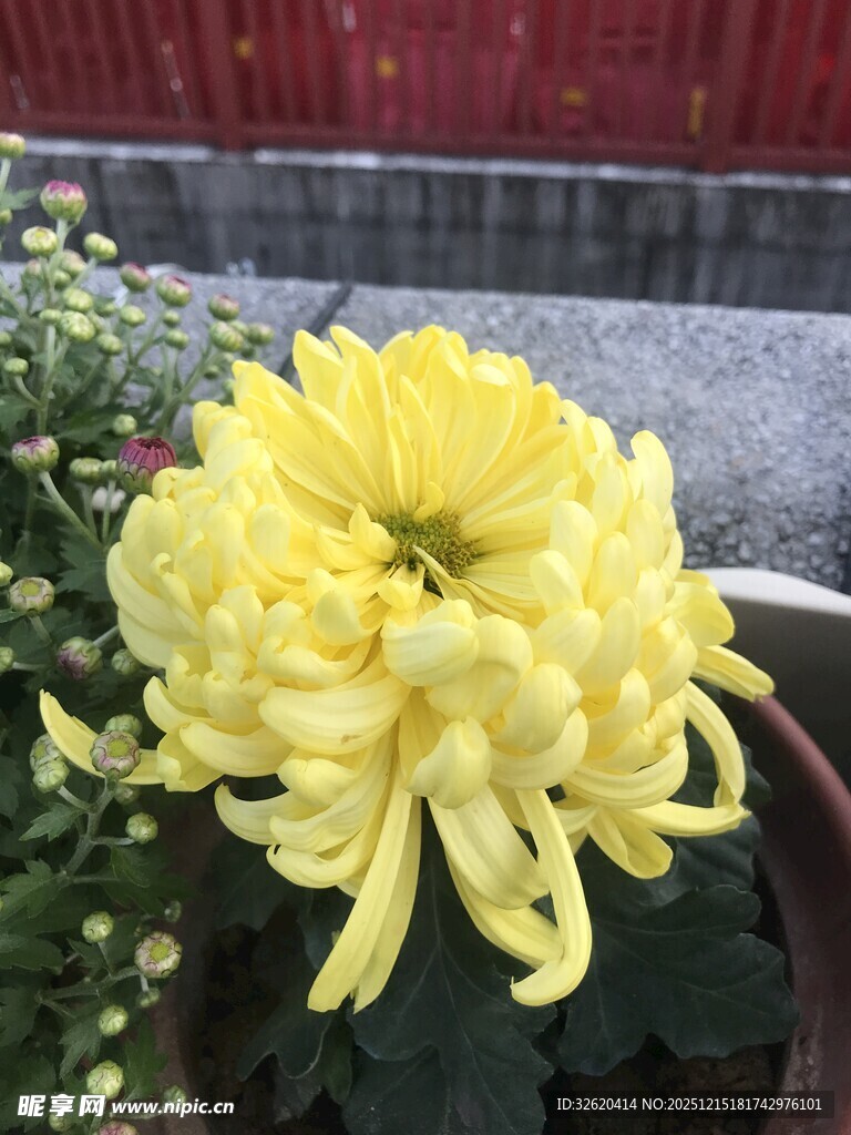 黄色菊花盆栽