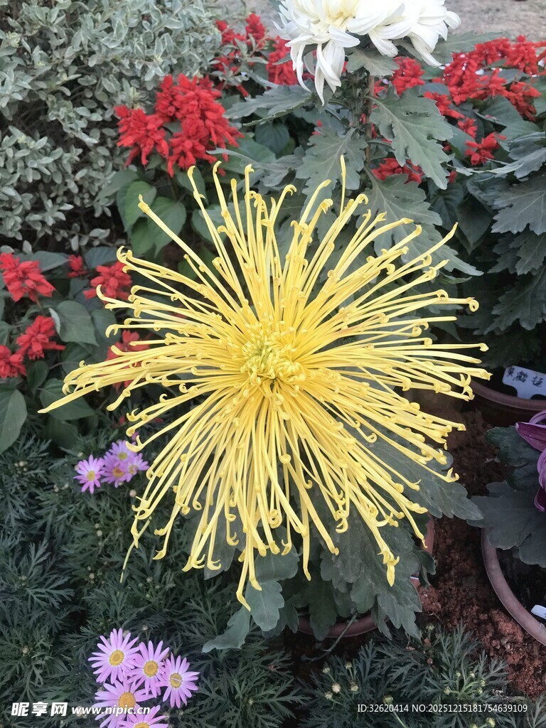 绽放的黄色菊花