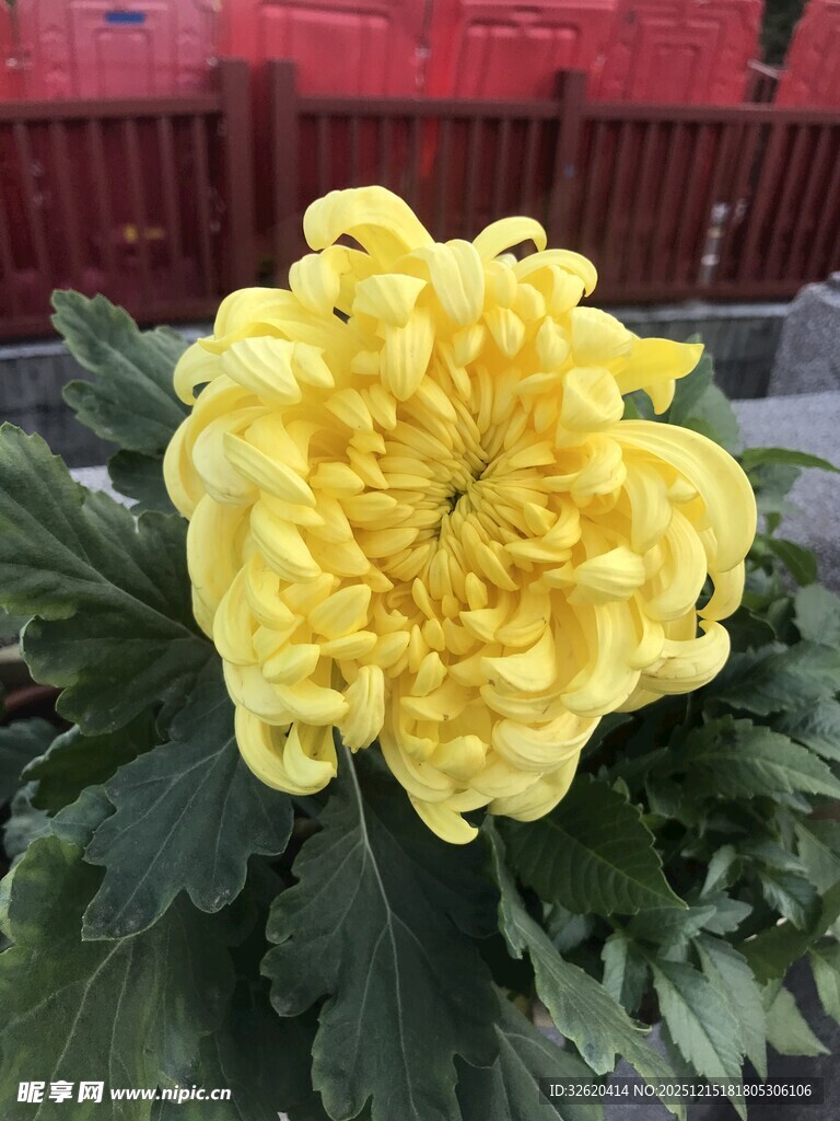 黄色菊花