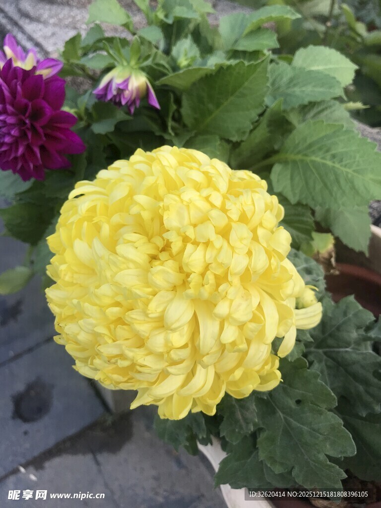 黄色菊花绽放