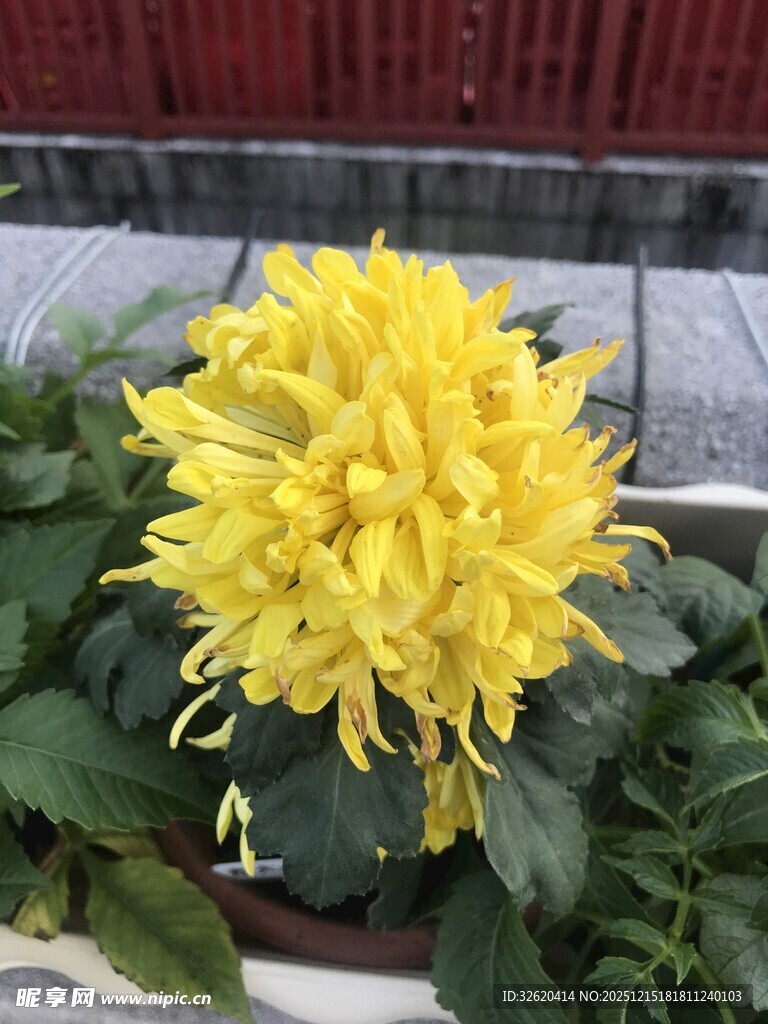 黄色菊花绽放