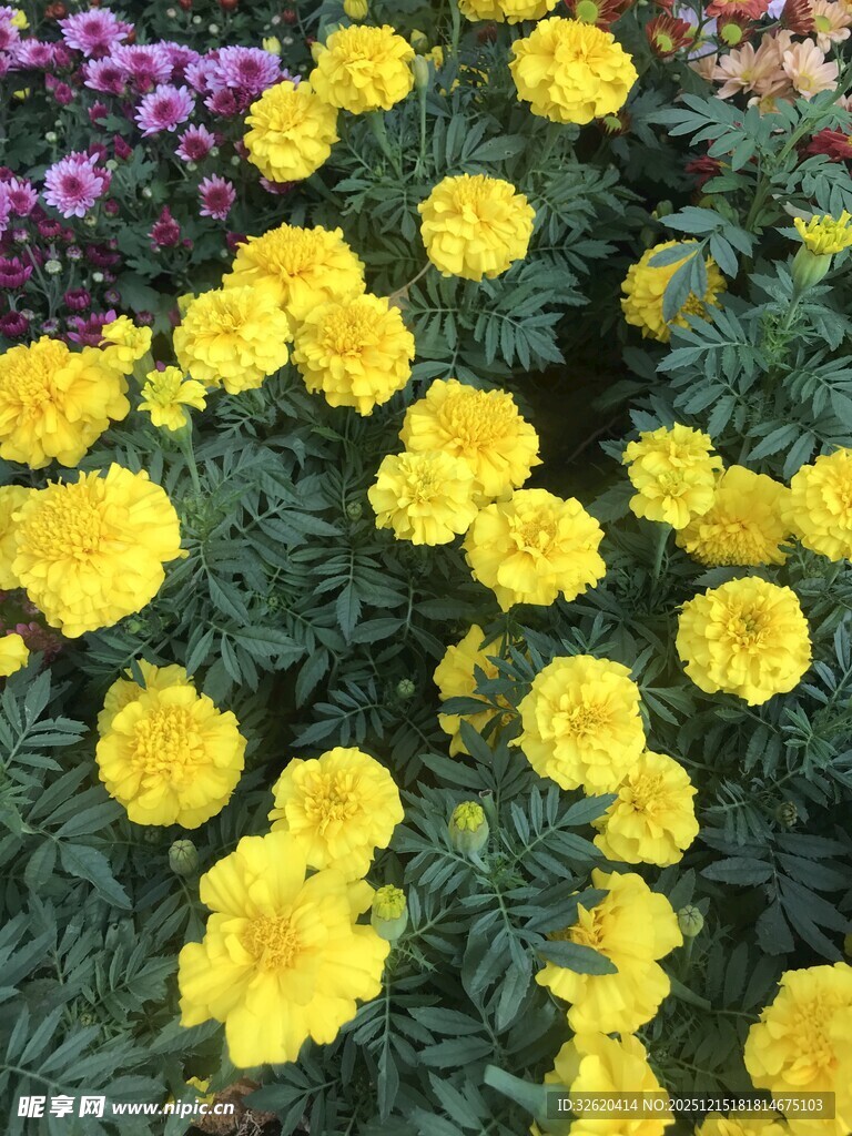 万寿菊绽放